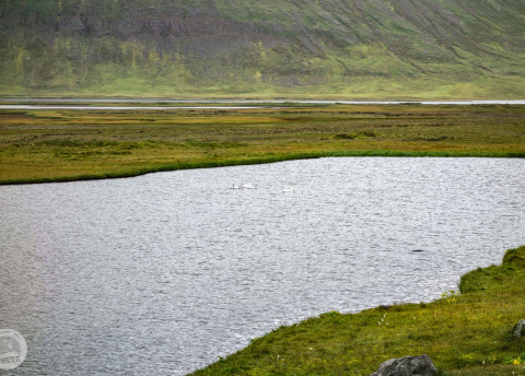 Islandia, trekking przez Półwysep Hornstrandir. fot. © Mateusz Kuszela, Barents.pl