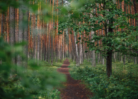 Spacery po pięknych lasach i parkach narodowych Litwy :-) Wycieczka na Litwę: wiejskie życie nad Niemnem fot. © Ugne Vasyliute Spacery po pięknych lasach i parkach narodowych Litwy :-) Wycieczka na Litwę: wiejskie życie nad Niemnem fot. © Ugne Vasyliute