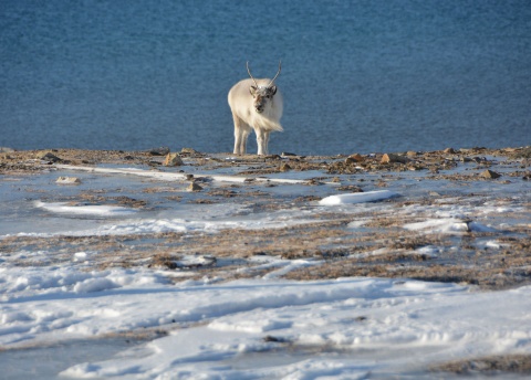 Arktyczna majówka na Spitsbergenie fot. © Martin Fiala, Barents.pl