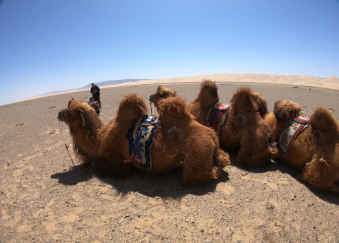 Wyprawa do Mongolii: przez mongolski step i pustynię. Fot. © Nomadic Altai dla Barents.pl