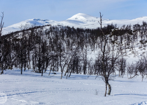 Biegówki w Szwecji: świetne trasy biegowe w Bruksvallarna fot. © Mateusz Kuszela, Barents.pl