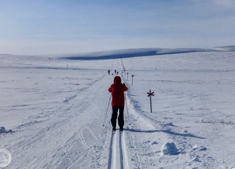 Biegówki w Szwecji: świetne trasy biegowe w Bruksvallarna fot. © Mateusz Kuszela, Barents.pl