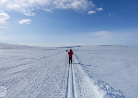 Biegówki w Szwecji: świetne trasy biegowe w Bruksvallarna fot. © Mateusz Kuszela, Barents.pl