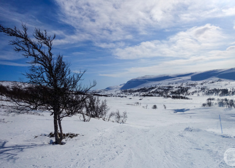 Biegówki w Szwecji: świetne trasy biegowe w Bruksvallarna fot. © Mateusz Kuszela, Barents.pl