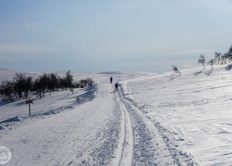 Biegówki w Szwecji: świetne trasy biegowe w Bruksvallarna fot. © Mateusz Kuszela, Barents.pl