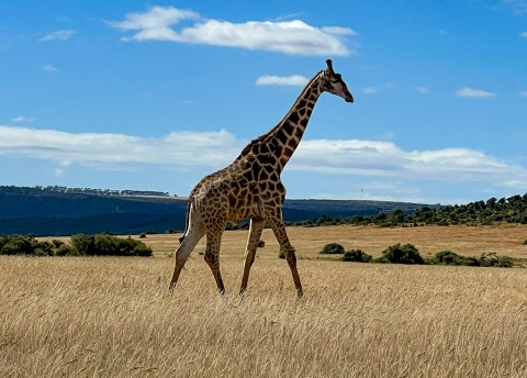 Aktywna wycieczka do RPA: Kapsztad, Garden Route i Park Krugera fot. © Roman Stanek, Barents.pl